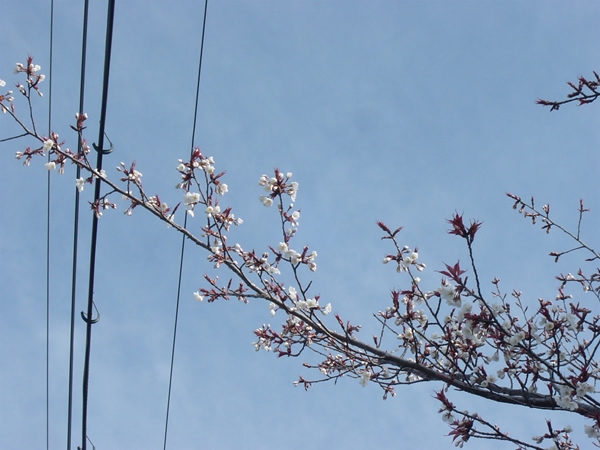 早くも京都の桜が開花しました。