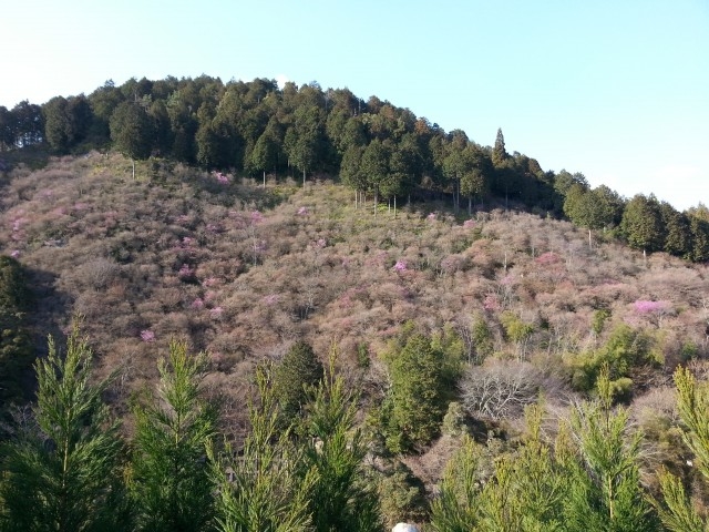 西明寺の槇の尾山の三つ葉山つつじが咲き始めました。