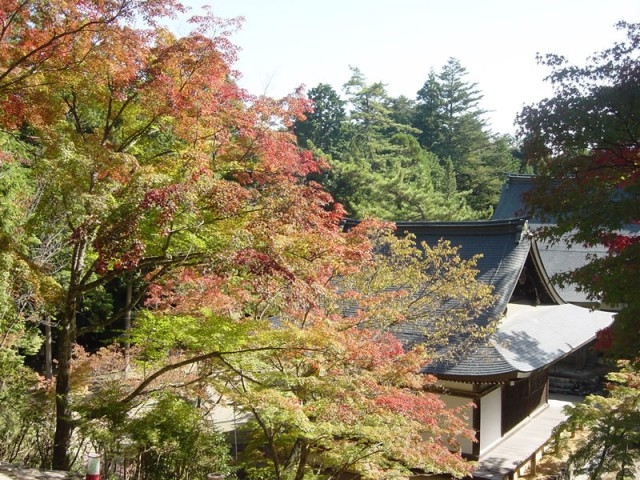 紅葉が始まりました。