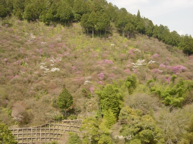 4月6日の桜と三つ葉山つつじ。