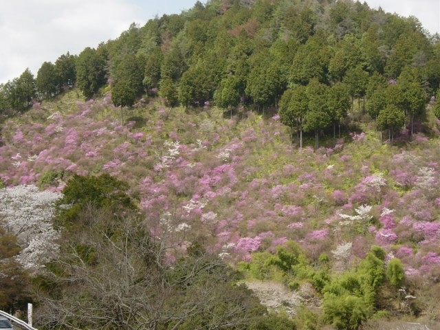 西明寺の三つ葉山つつじ