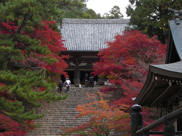11月10日ー神護寺の紅葉が真っ盛りです。
