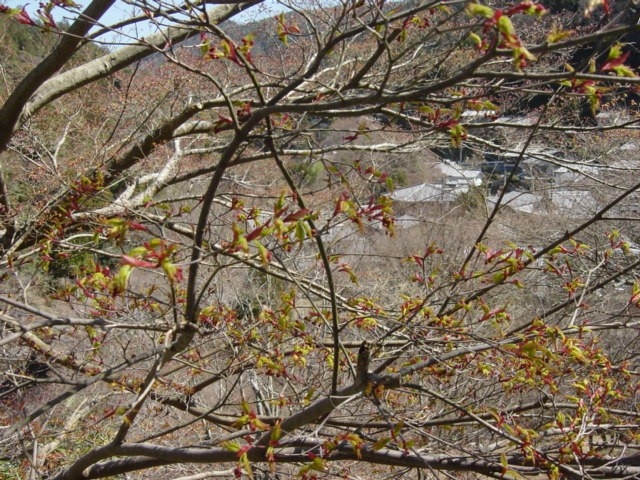 もみじの新芽が芽吹き始めました。