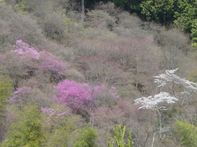 三つ葉山つつじと桜の共演が始まりました。