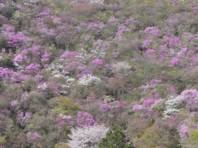 三つ葉山つつじが7分咲きとなりました。