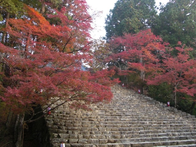 11月14日の紅葉状況。