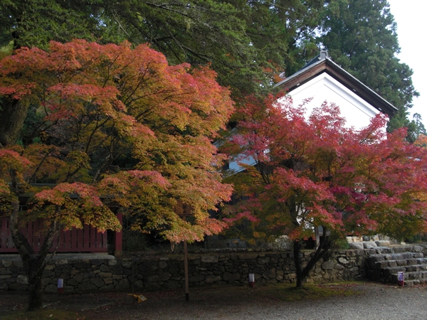 11月17日の紅葉。