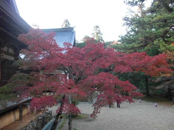 11月21日の紅葉。