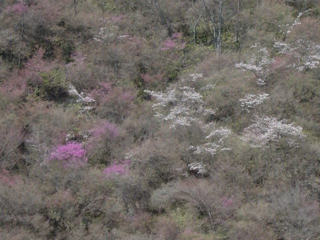 西明寺の三つ葉山つつじと桜が咲き始めました。