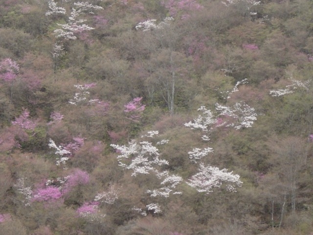 4月13日の三つ葉山つつじと桜。