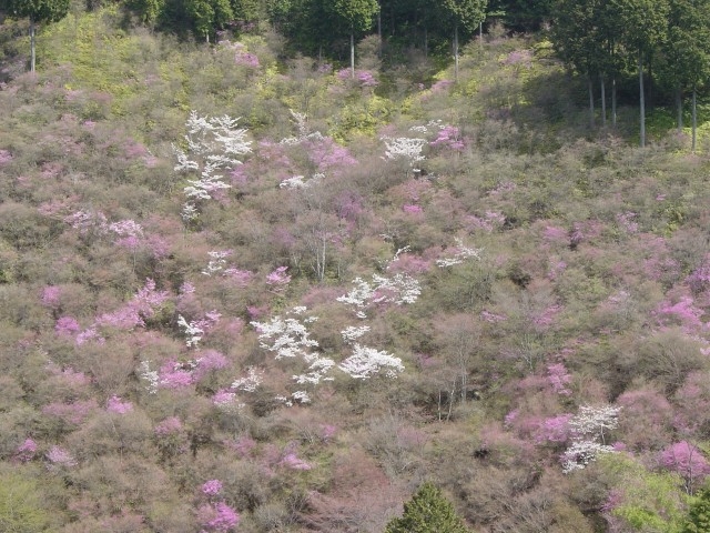 4月15日の桜とつつじの競演。