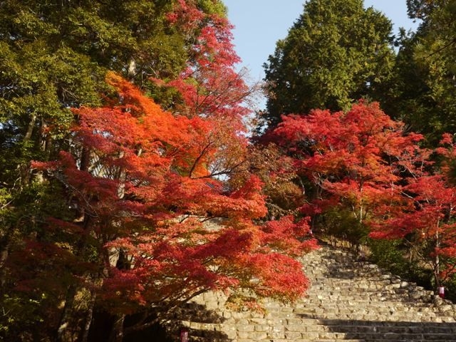 11月7日現在の紅葉・