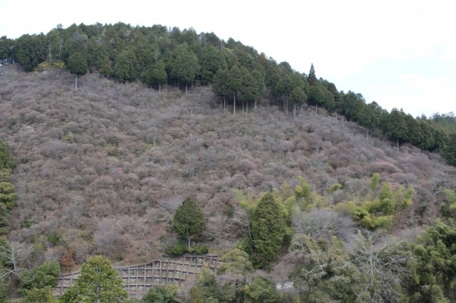 三つ葉山つつじ開花状況