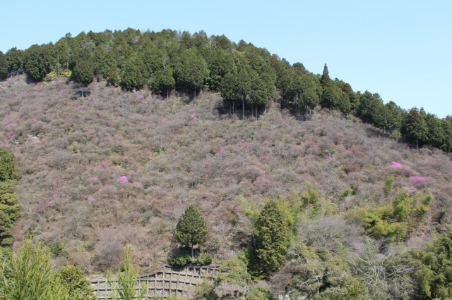 三つ葉山つつじ 開花状況