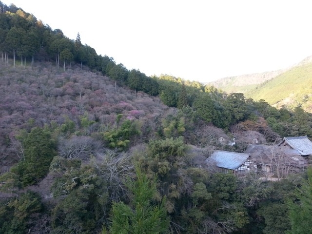 西明寺の裏山の三つ葉山つつじが咲き始めました。