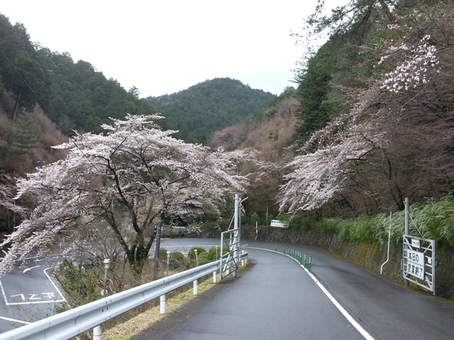 高雄の桜状況。