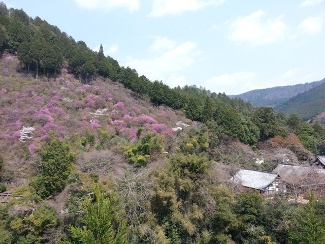 4月9日の三つ葉山つつじ